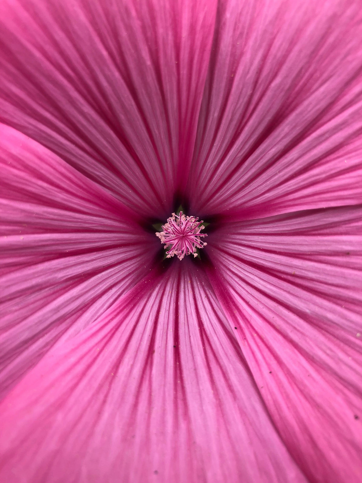 Octobre rose