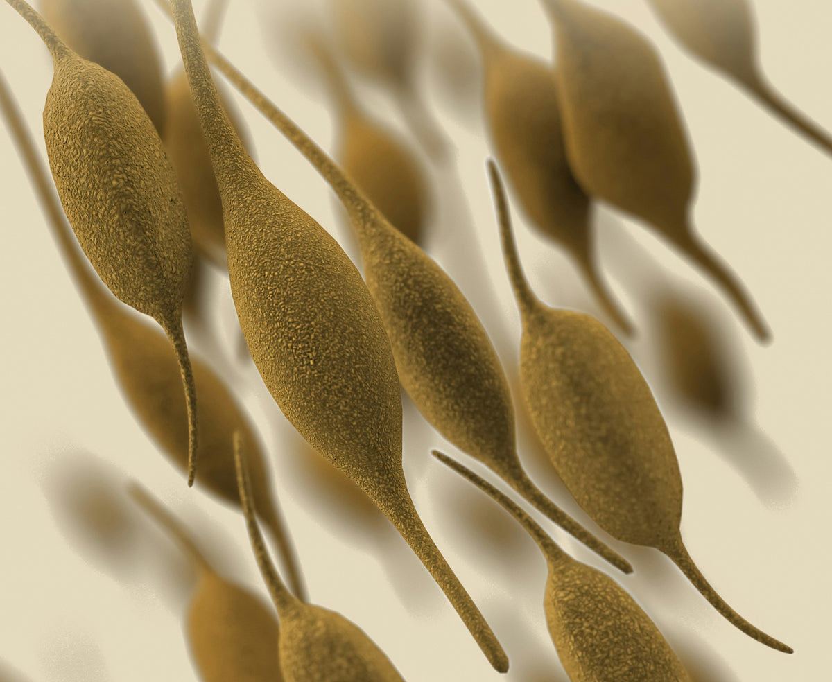 Céramides d'avoine