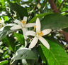 Fleur d'oranger